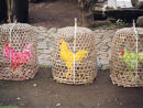 Chickens Lombok Style